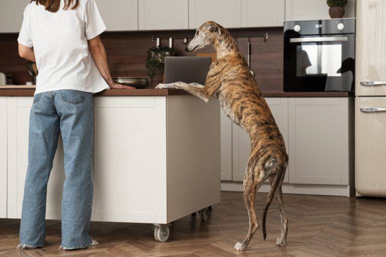 cachorro-pode-comer-milho