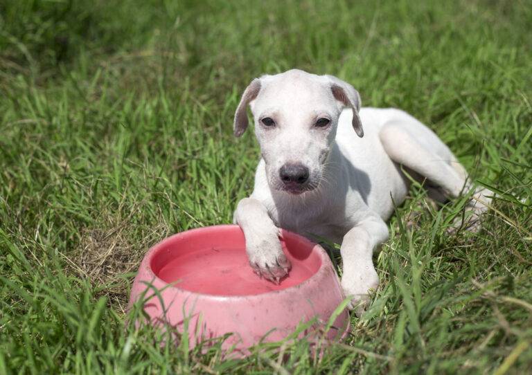 cachorro-pode-comer-kiwi