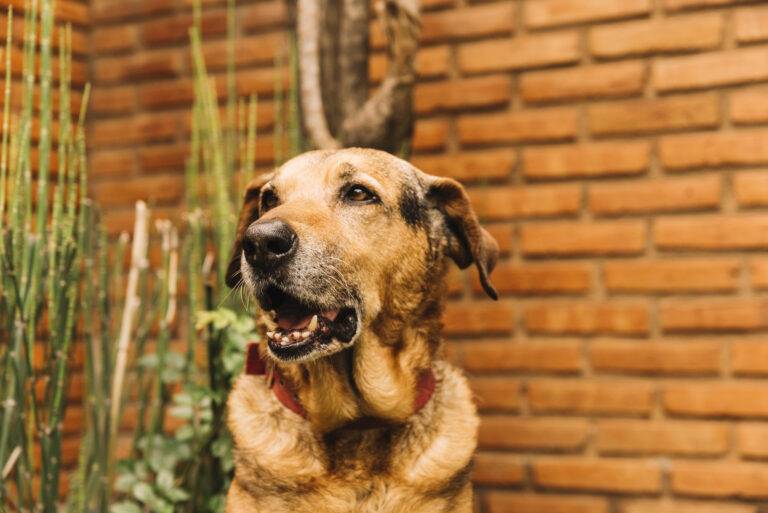 quantos-anos-vive-um-cachorro-vira-lata
