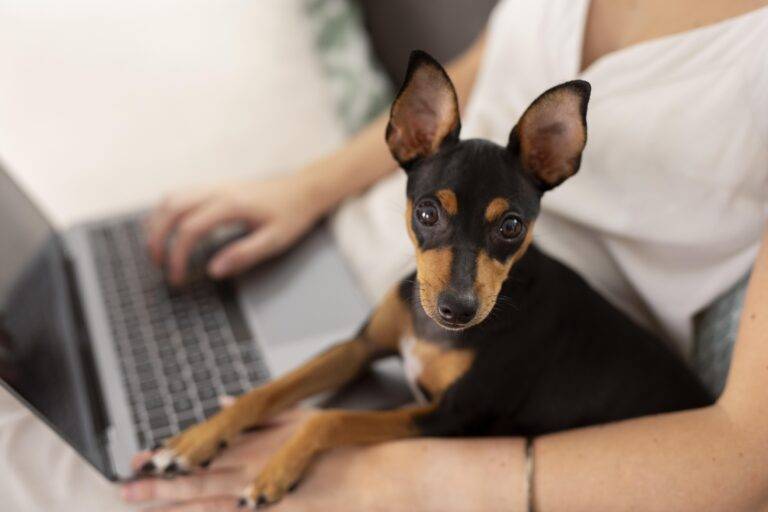 quantos-anos-vive-um-pinscher
