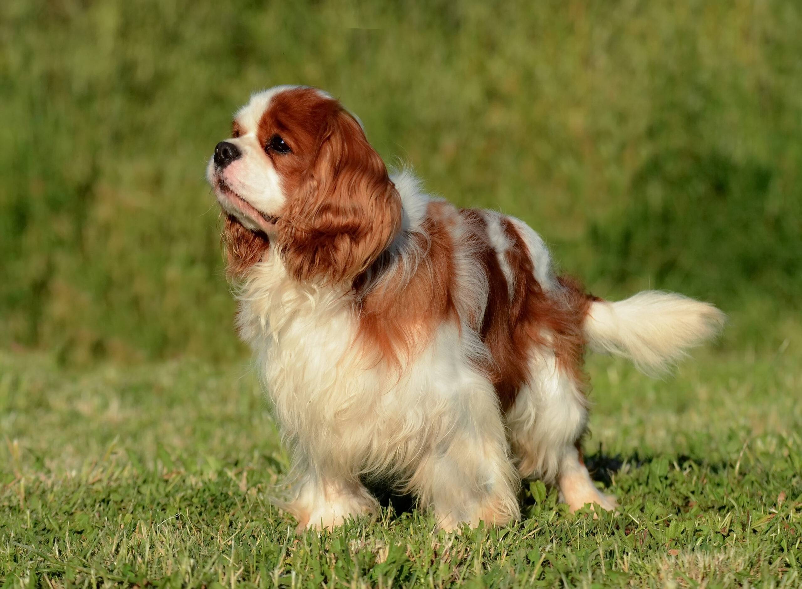 Ra&ccedil;a de cachorro pequeno peludo