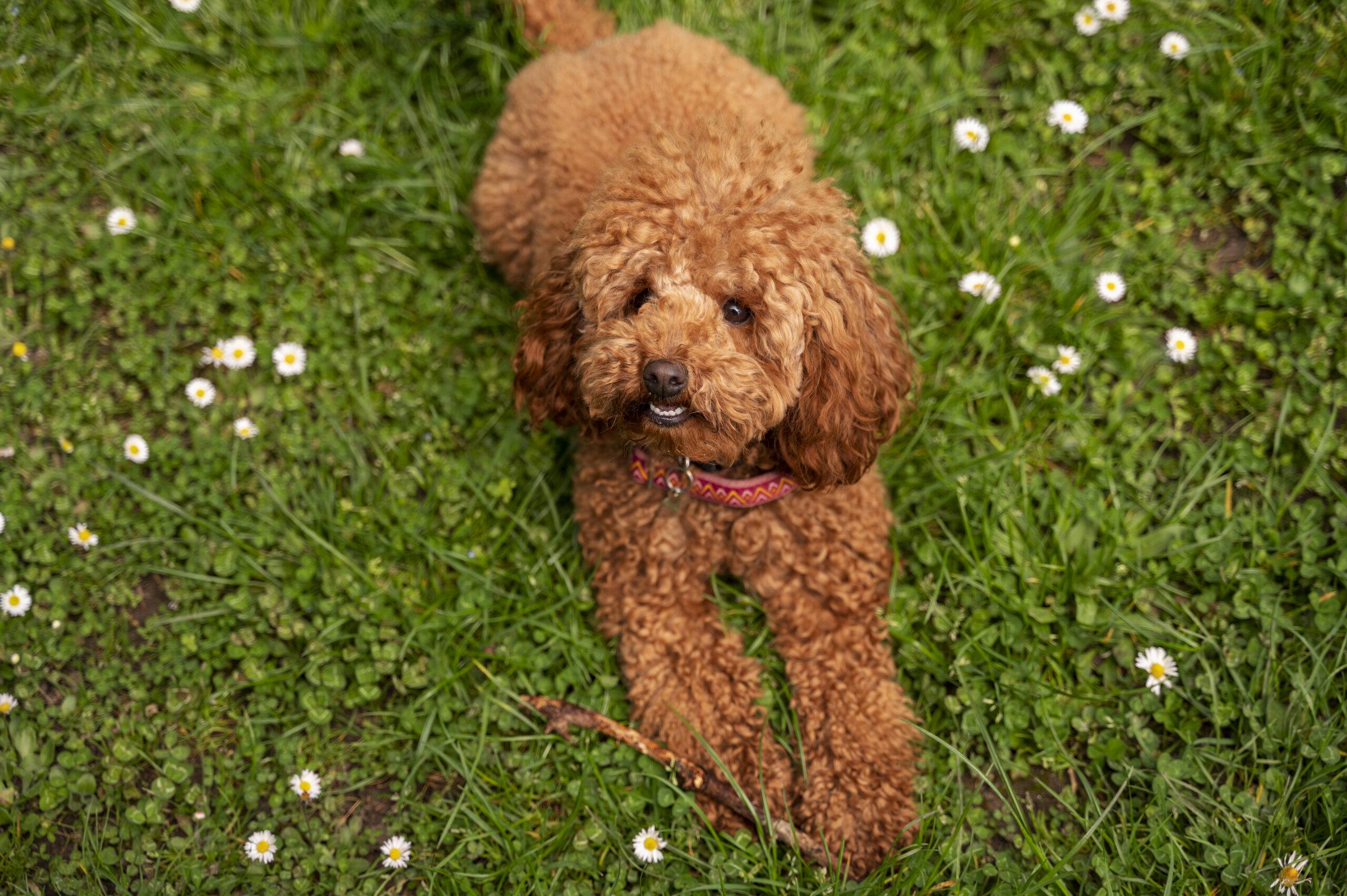 tipos-de-poodle