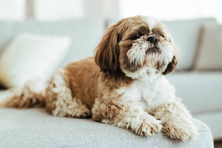 Quantos anos vive um Shih Tzu