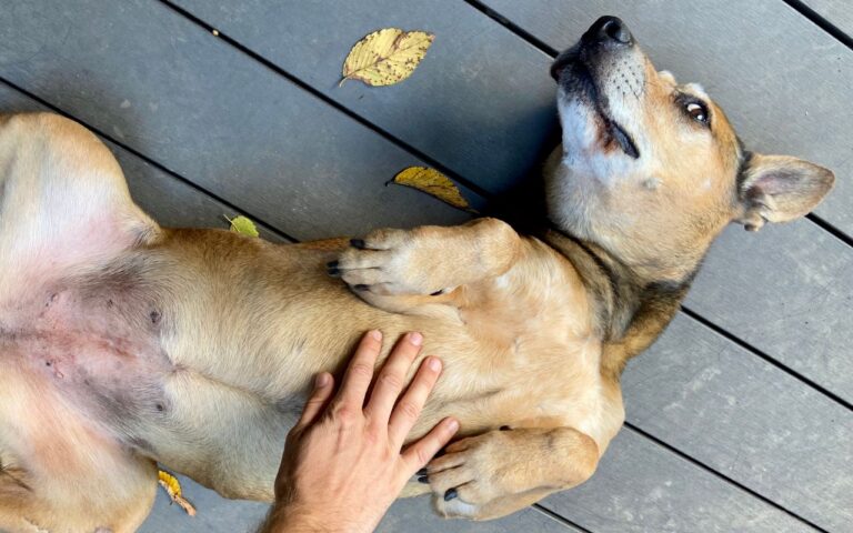 barriga do cachorro fazendo barulho