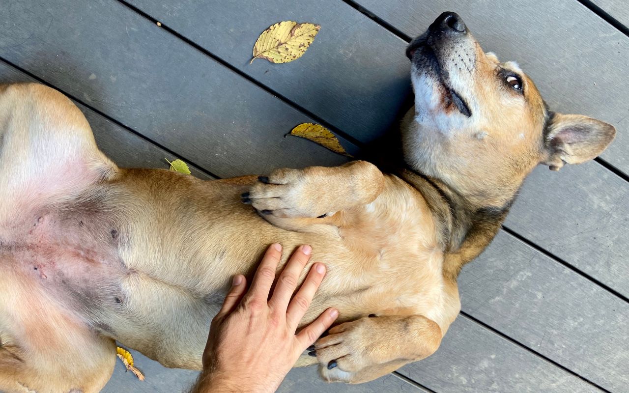 barriga do cachorro fazendo barulho
