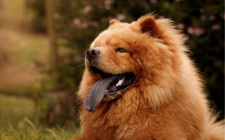 cachorra da l&iacute;ngua roxa