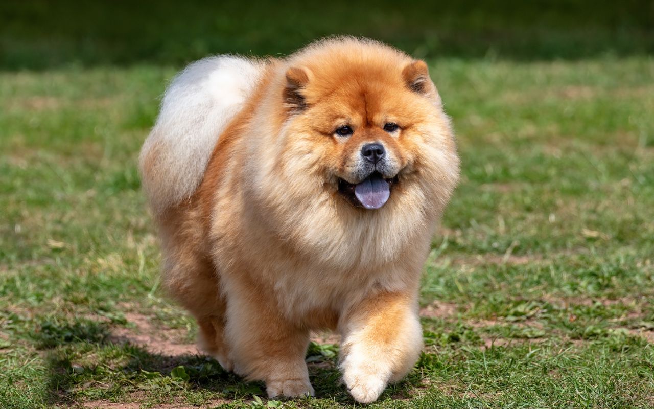 cachorro chow chow &eacute; perigoso