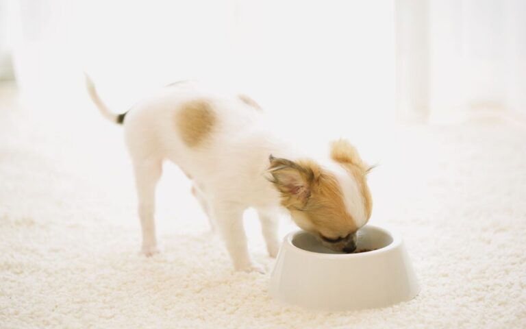 cachorro pode comer peixe