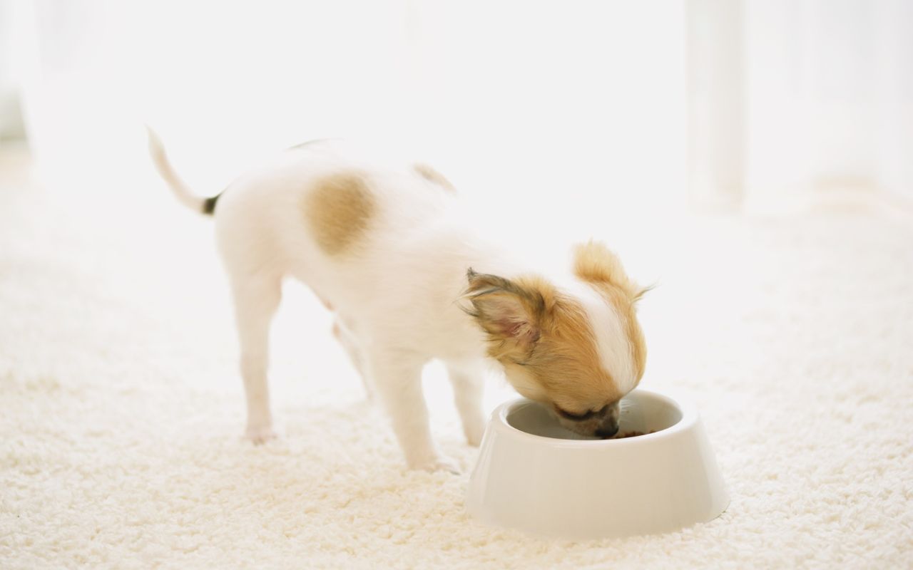 cachorro pode comer peixe