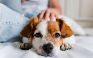 como dar dipirona para cachorro