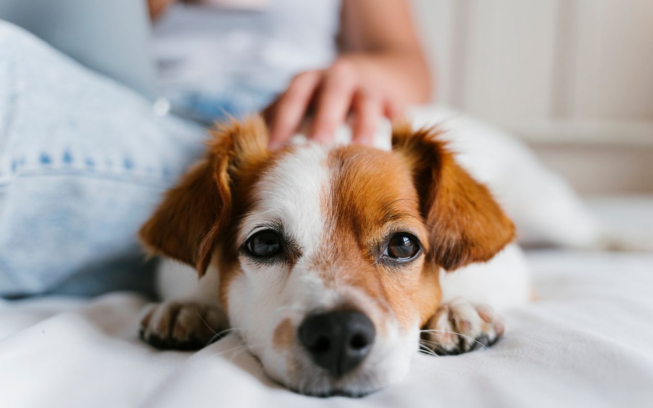como dar dipirona para cachorro