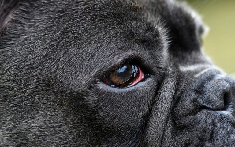 conjuntivite em cachorro