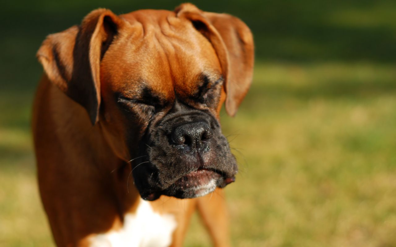 espirro reverso em c&atilde;es