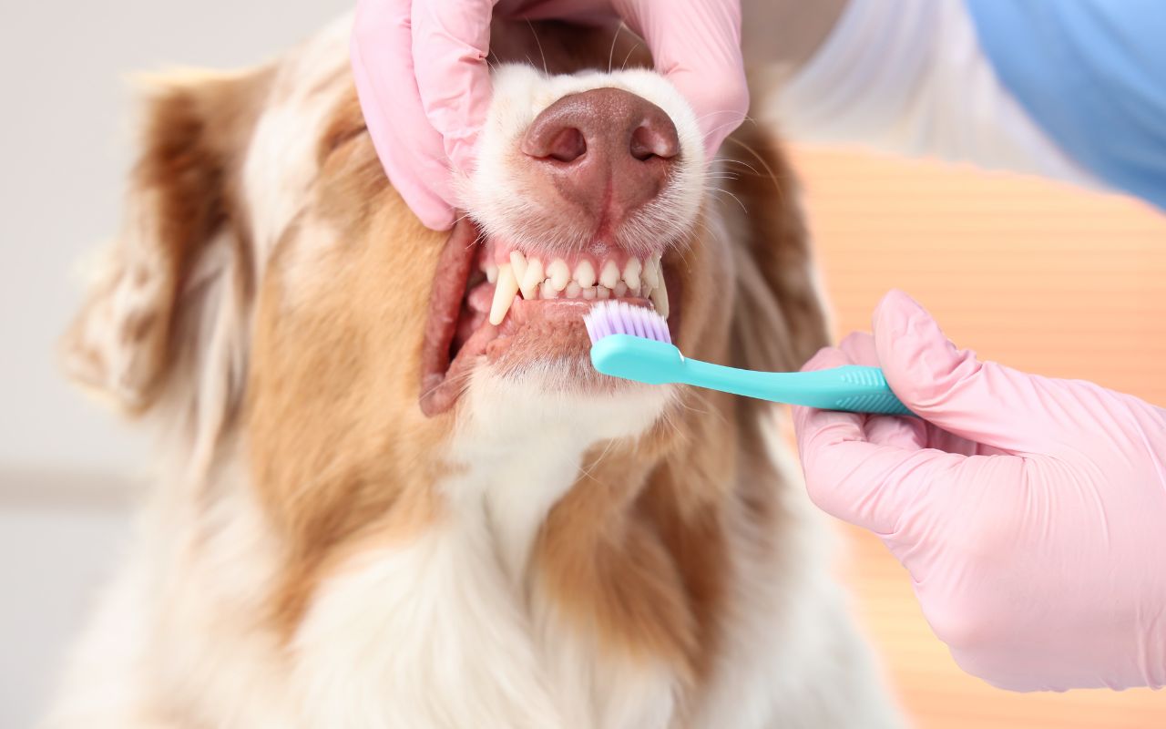 pasta de dente para cachorro