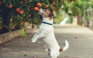 pode dar mexerica para cachorro