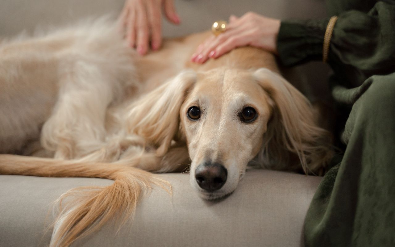 pode dar paracetamol para cachorro