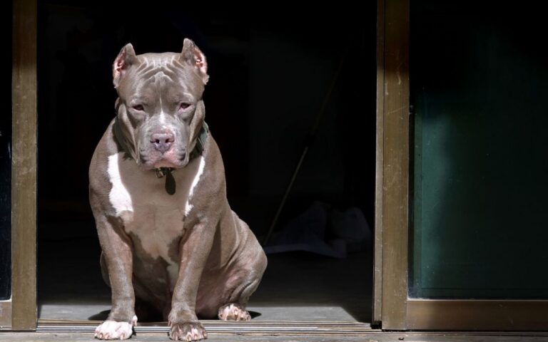 quais são os 7 tipos de pitbull