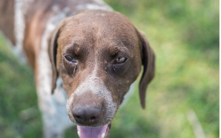 Remela no olho do cachorro