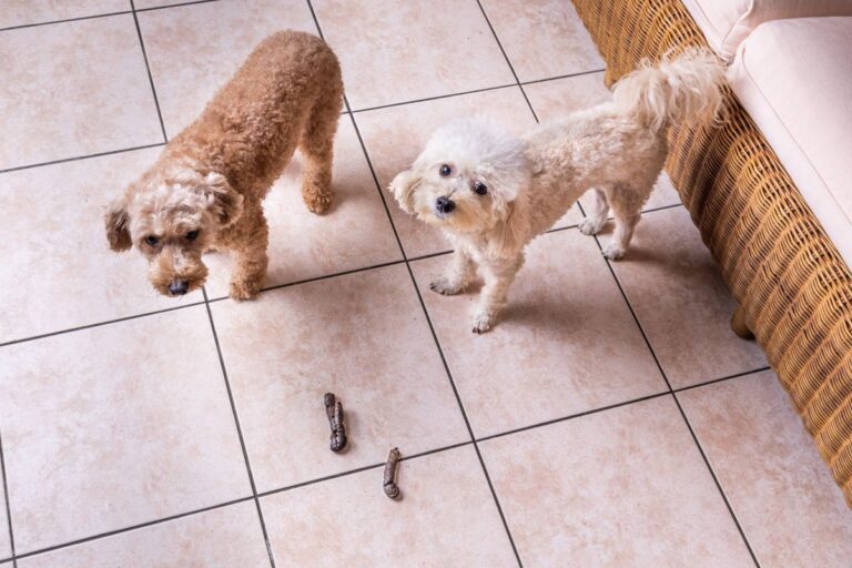 cachorro comendo coco