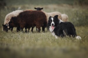 cachorro de pastoreio