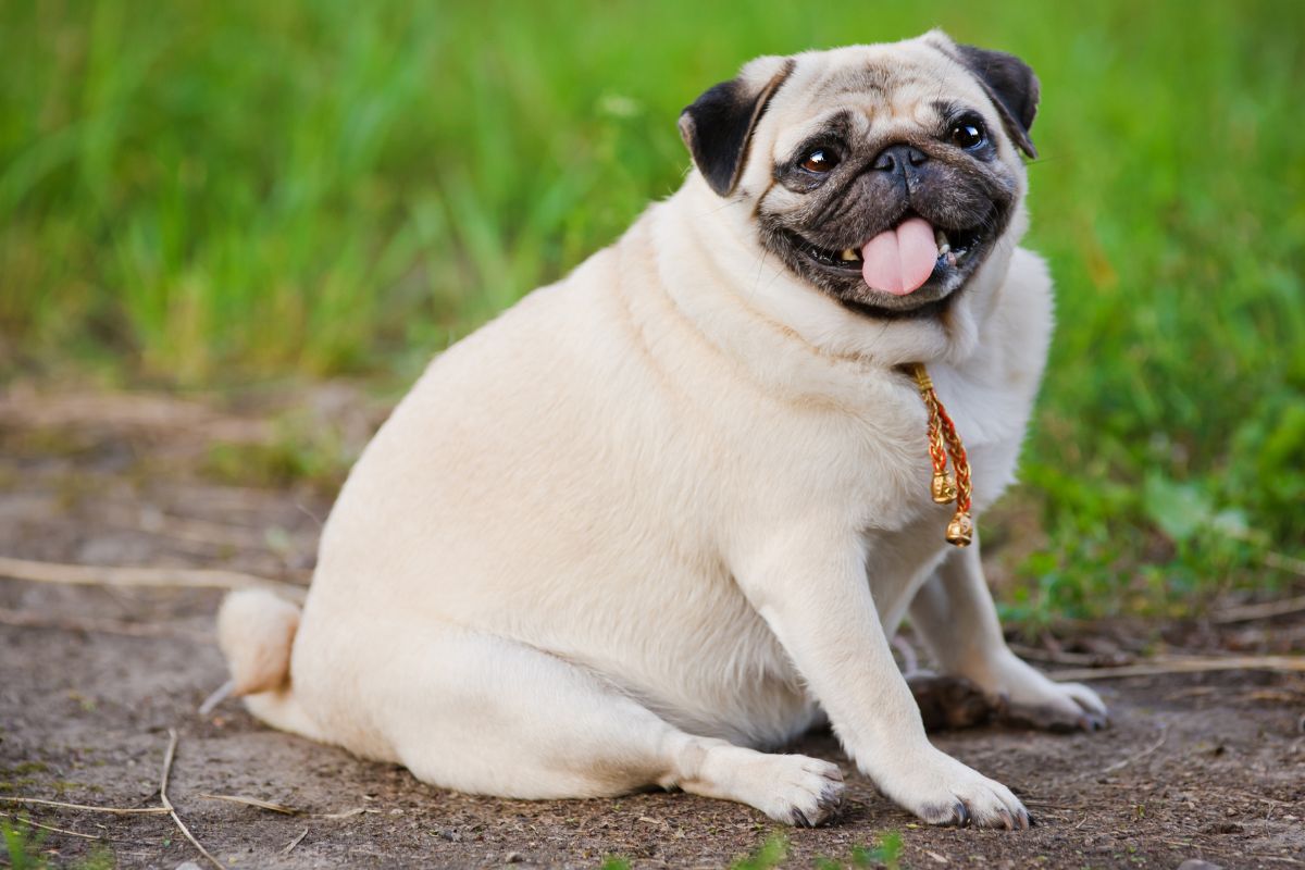 cachorro gordo