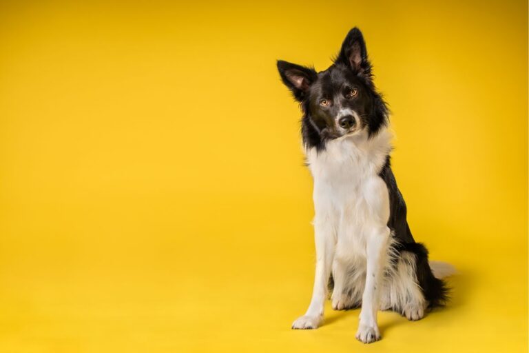 cachorro pode comer azeitona