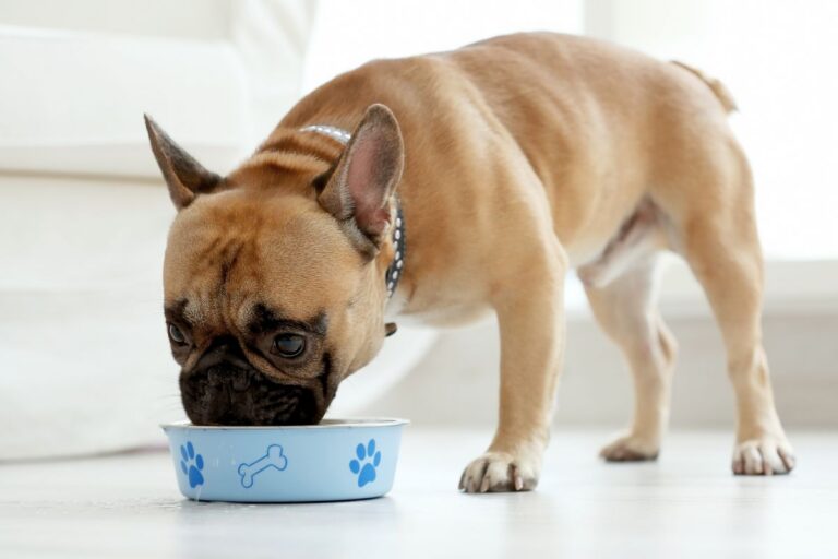 cachorro pode comer couve flor