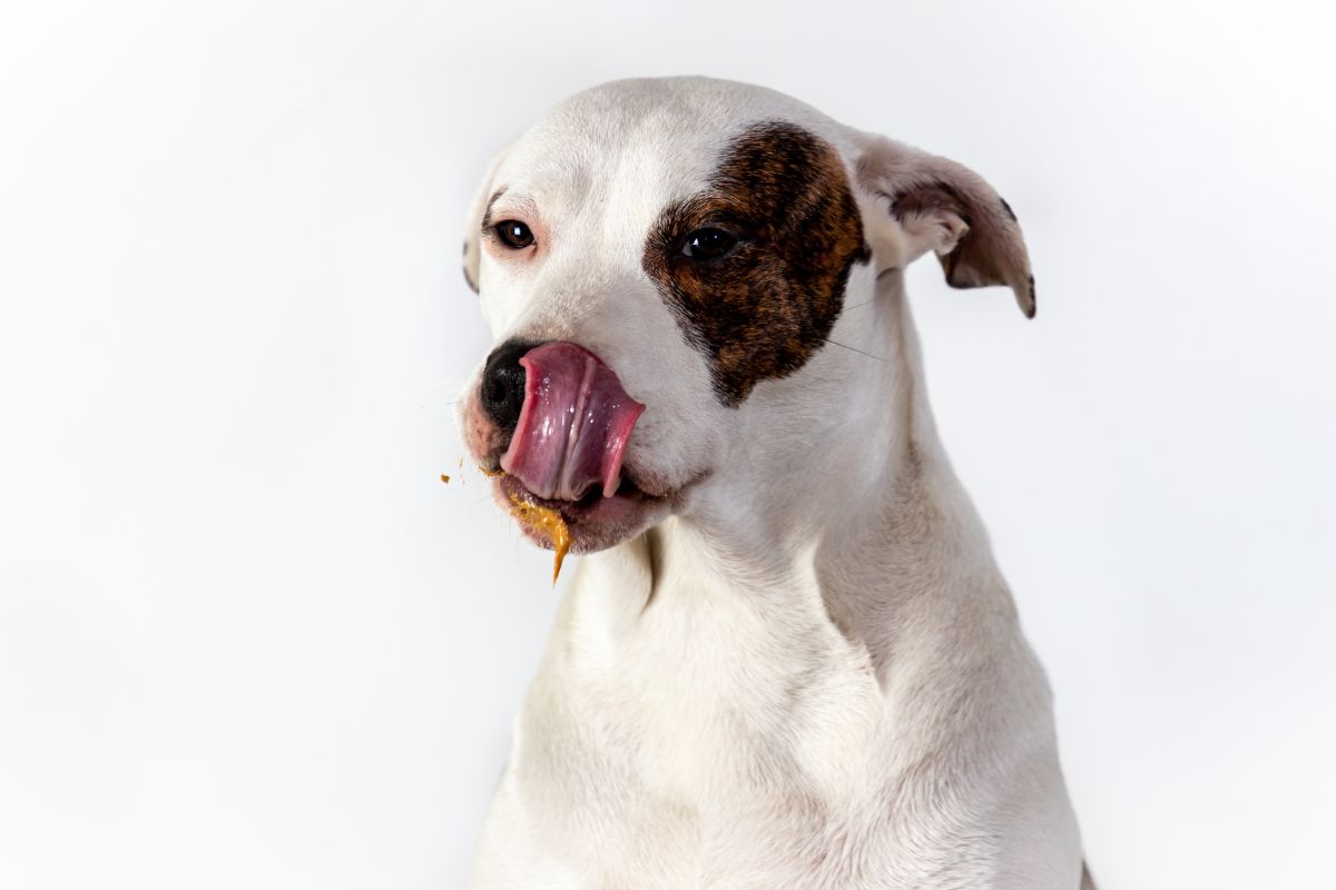 cachorro pode comer laranja