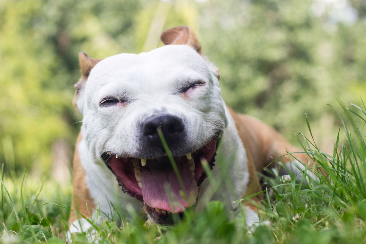 cachorro tossindo como se estivesse engasgado