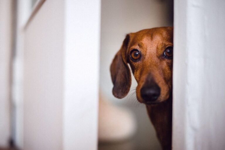 convuls&atilde;o em cachorro