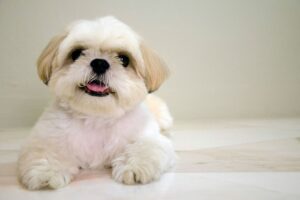 expectativa de vida de um shih tzu