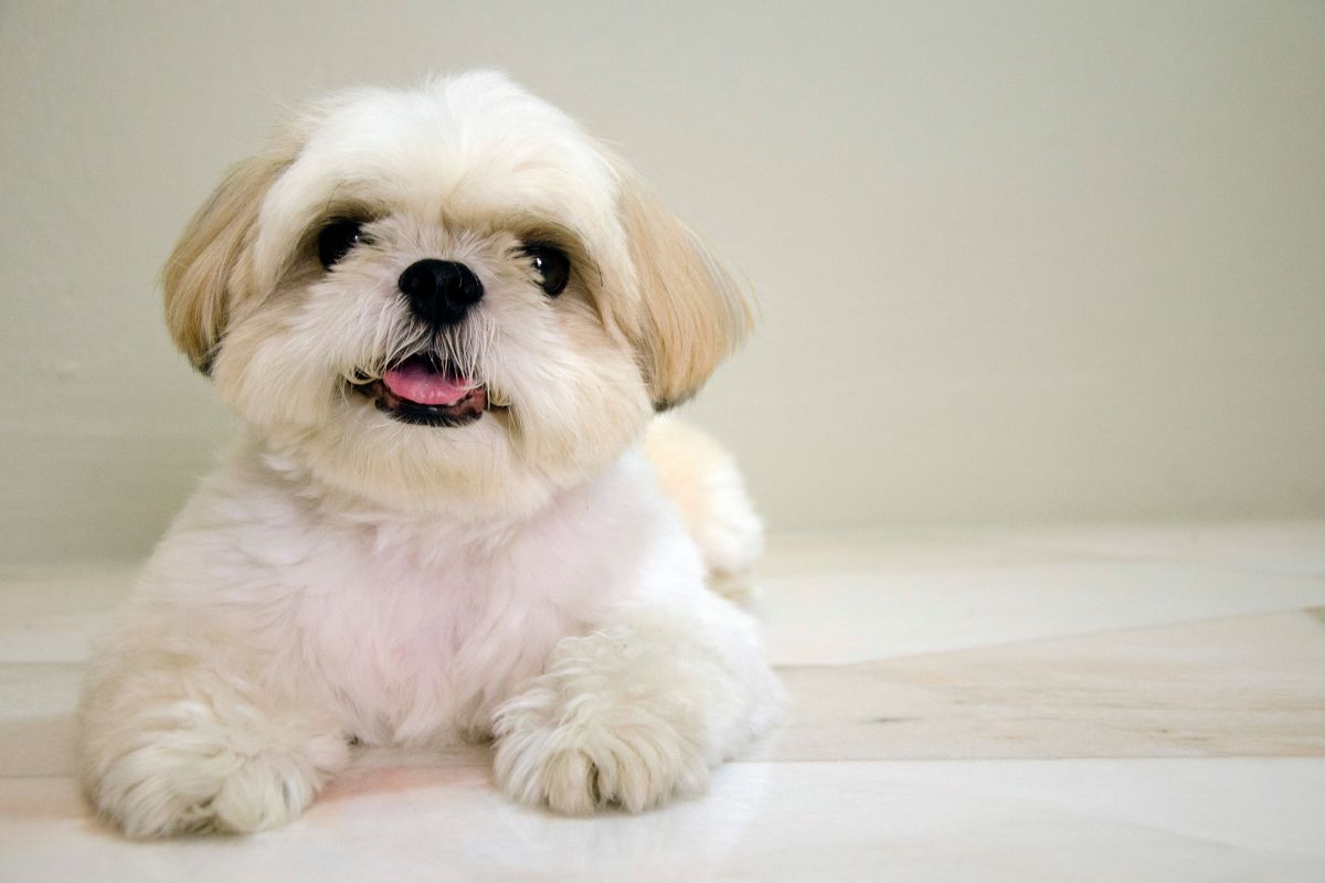 expectativa de vida de um shih tzu