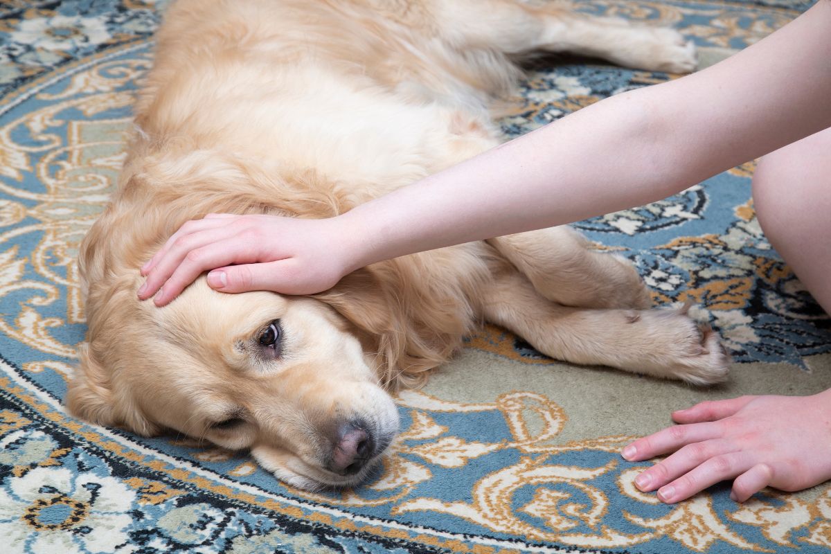 febre em cachorro o que pode ser