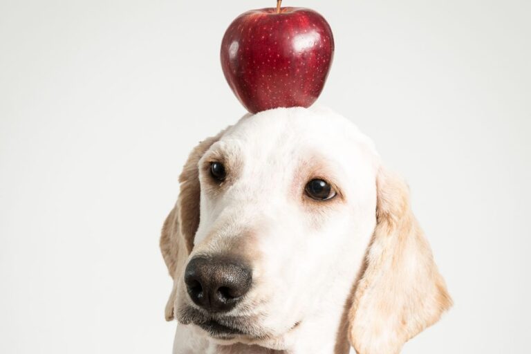 ma&ccedil;a faz bem para cachorro