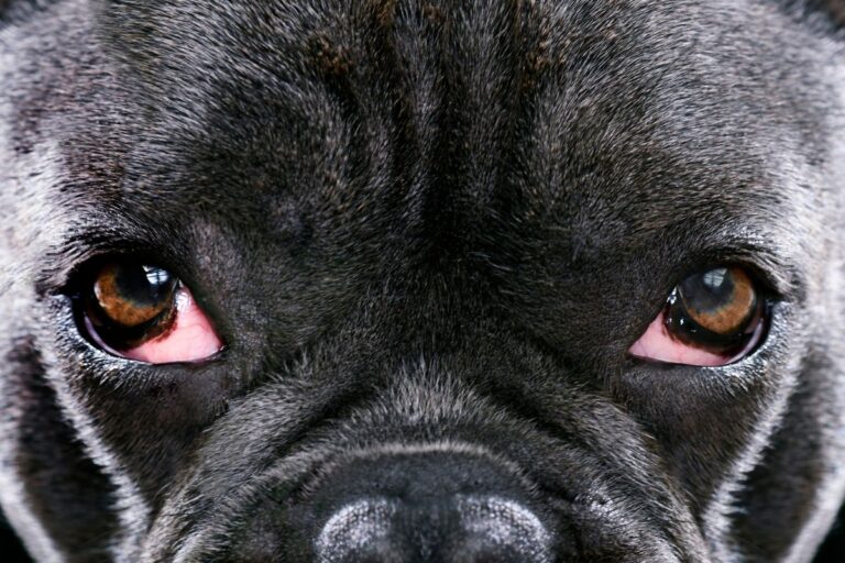 meu cachorro est&aacute; com olho vermelho