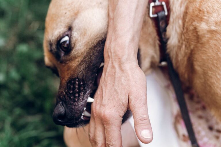 mordida de cachorro superficial o que fazer