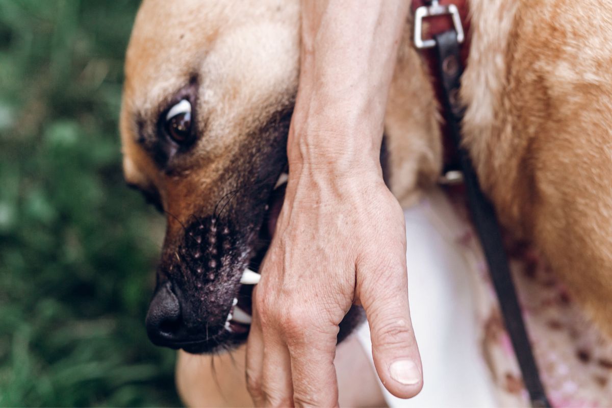 mordida de cachorro superficial o que fazer
