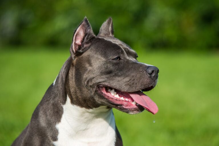 nomes para pitbull macho