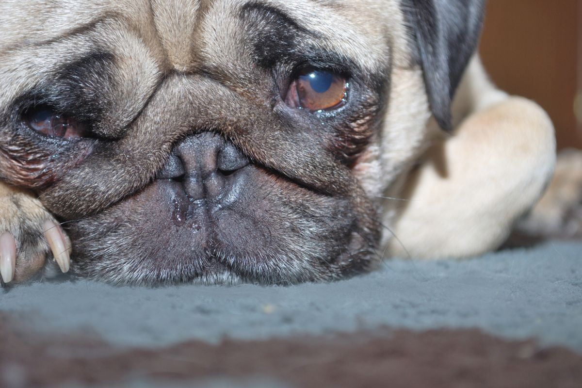 olho do cachorro remelando