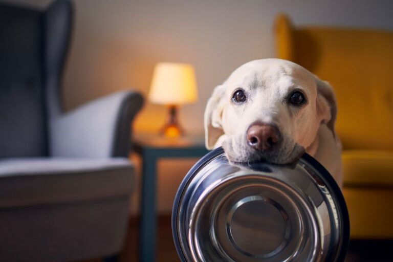 pode dar abacaxi para cachorro