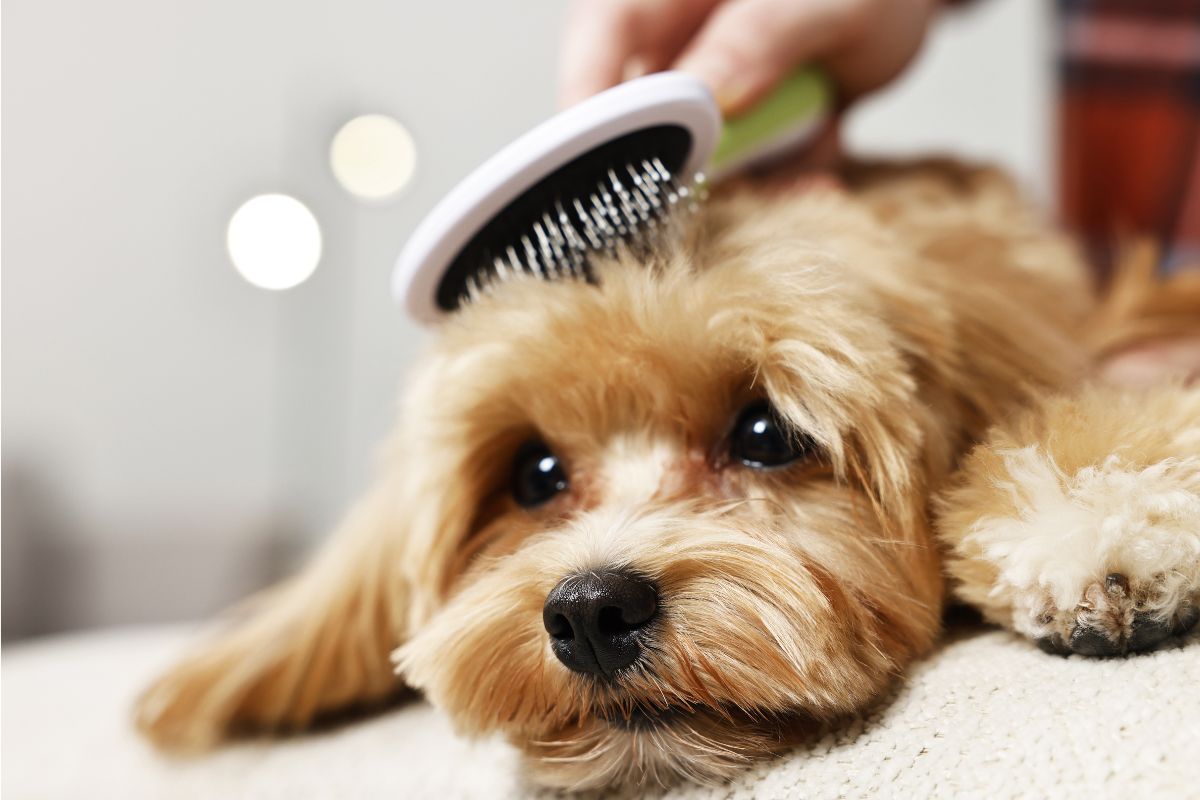 queda de pelo em cachorro