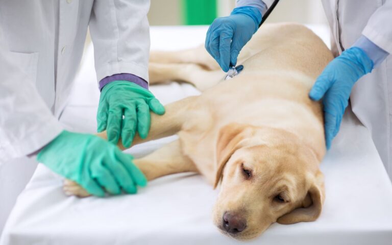 cachorro com convuls&atilde;o pode morrer