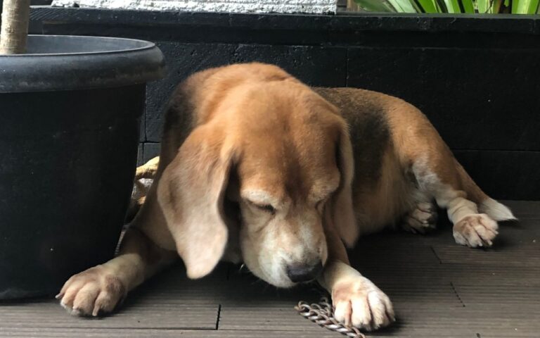 cachorro engasgou o que fazer