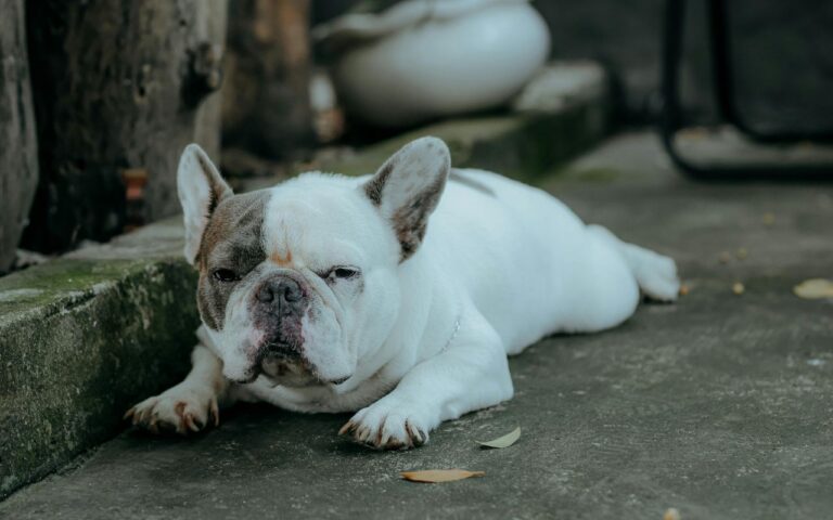 cachorro ofegante o que pode ser