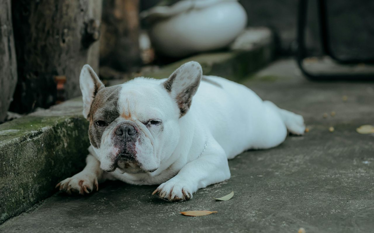 cachorro ofegante o que pode ser