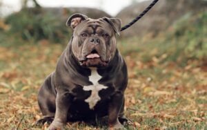 cachorro parecido com pitbull