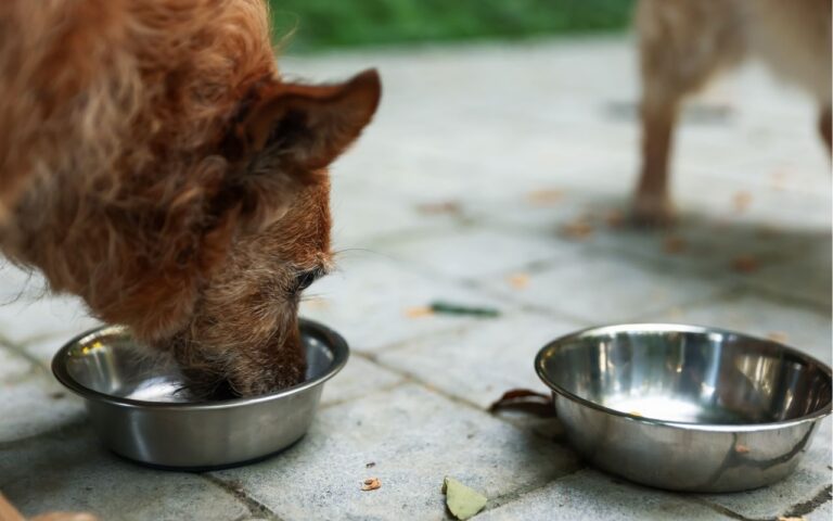 cachorro pode comer ervilha