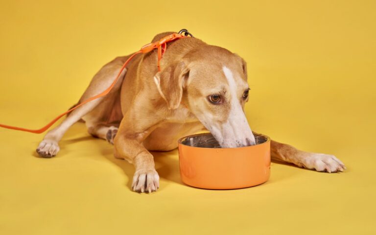 cachorro pode comer uva verde