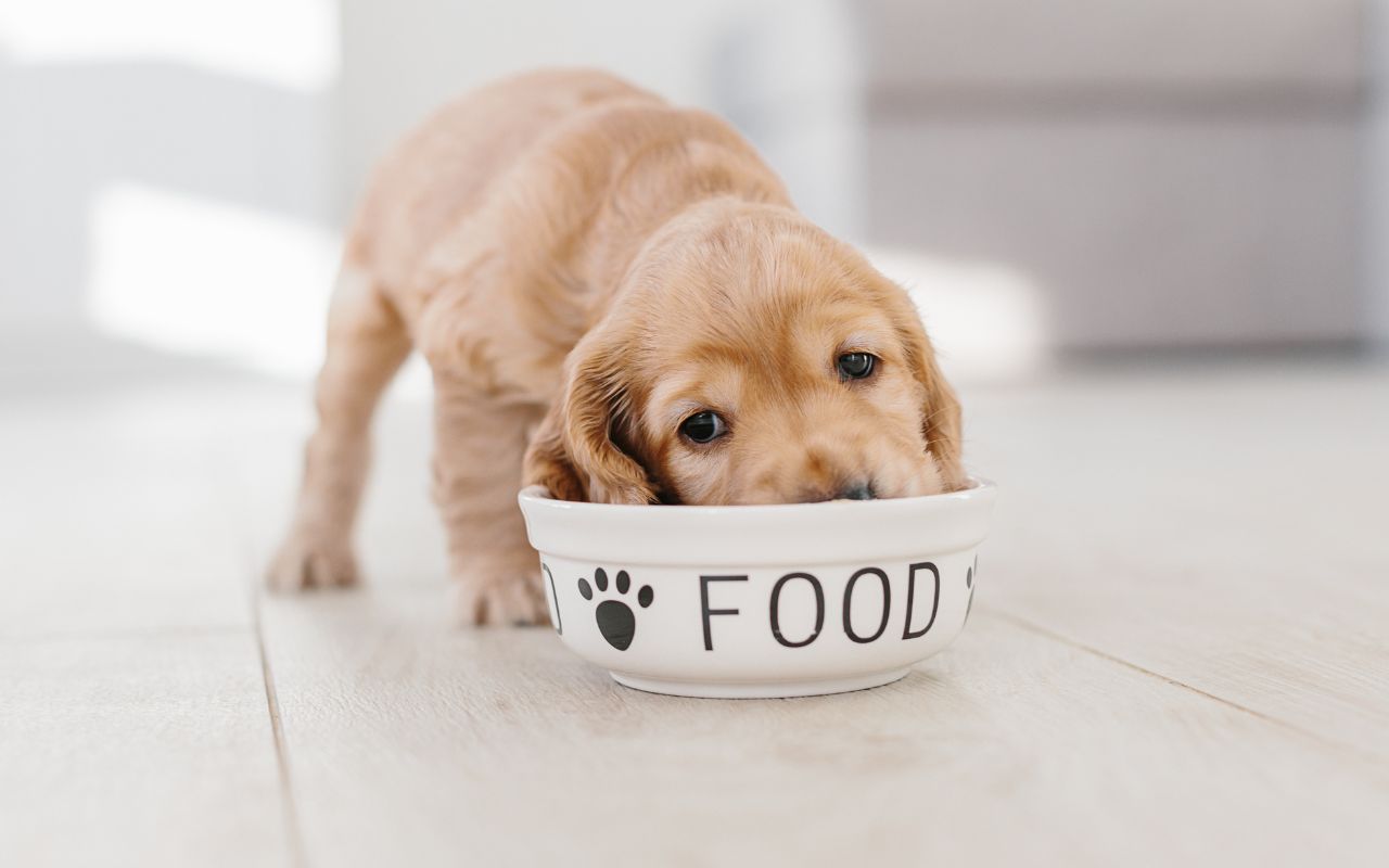 cachorro pode comer vagem