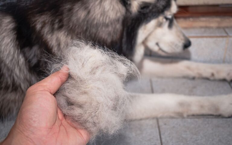 cachorro soltando muito pelo